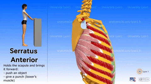 serratus anterior