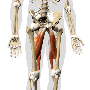 hip adductor anatomy